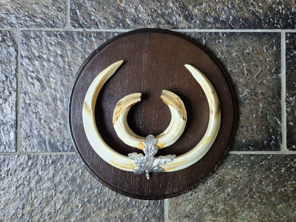 Prachtige grote wildzwijn tanden op schild jacht gewei a5, Ophalen of Verzenden, Zo goed als nieuw, Wild dier, Overige typen