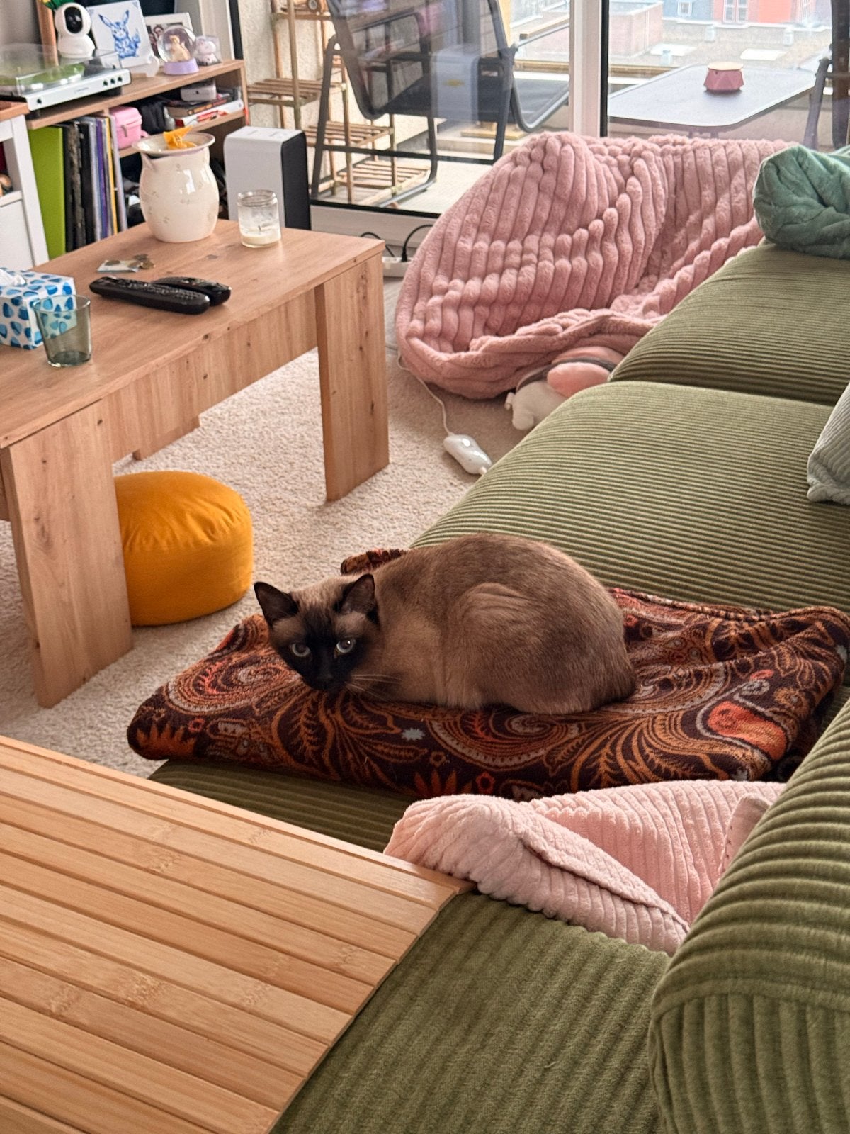 DEKKATER GEZOCHT (KAT OP FOTO NIET VOOR SALE), Kater