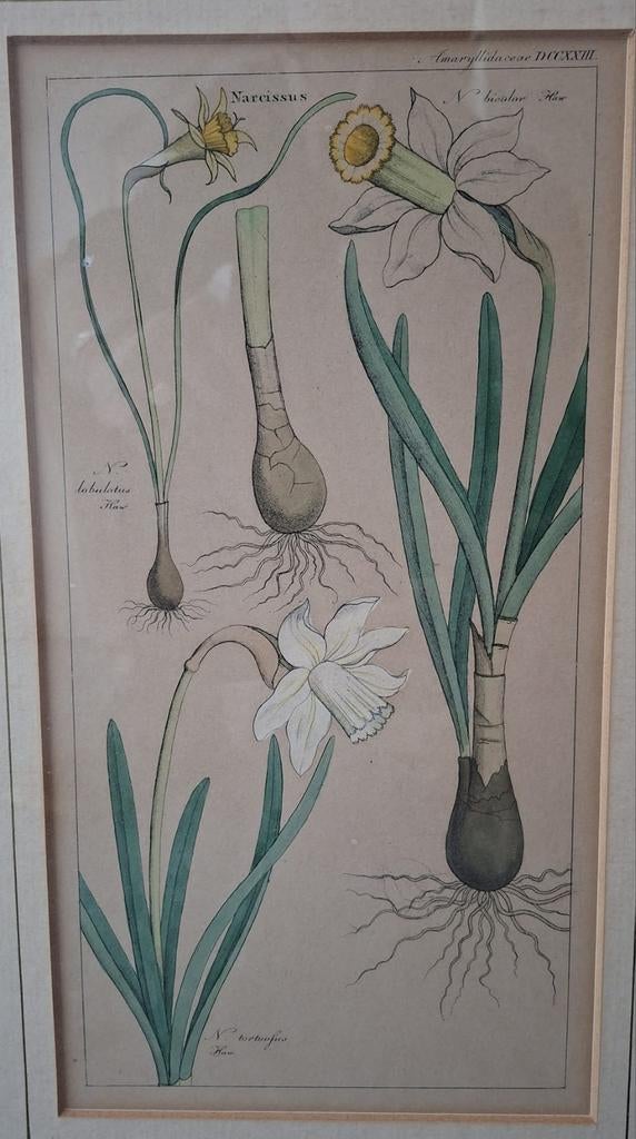 Plaat narcissen in lijst, Ophalen