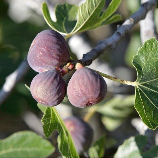 Gezocht: gratis Vijgen stekken of boom, Tuin en Terras, Planten | Fruitbomen, Ophalen of Verzenden, Minder dan 100 cm, Vijgenboom