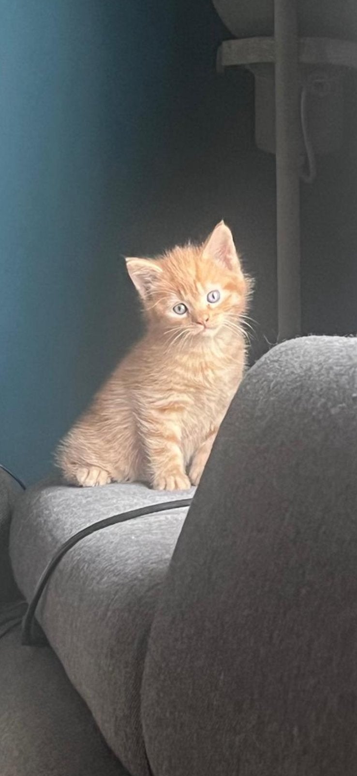 Langharige rode kitten, Kater, Ontwormd, 0 tot 2 jaar
