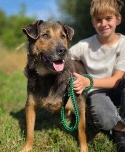 AIN: Pluto, Dieren en Toebehoren, 6 jaar of ouder, Buitenland, Eén hond, Reu