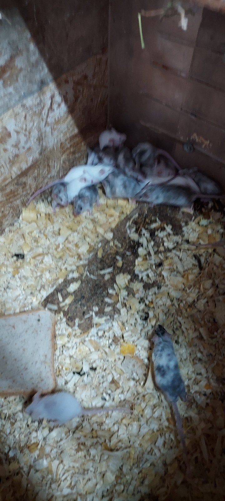 muizen, Dieren en Toebehoren, Knaagdieren, Juni, Meerdere dieren, Muis
