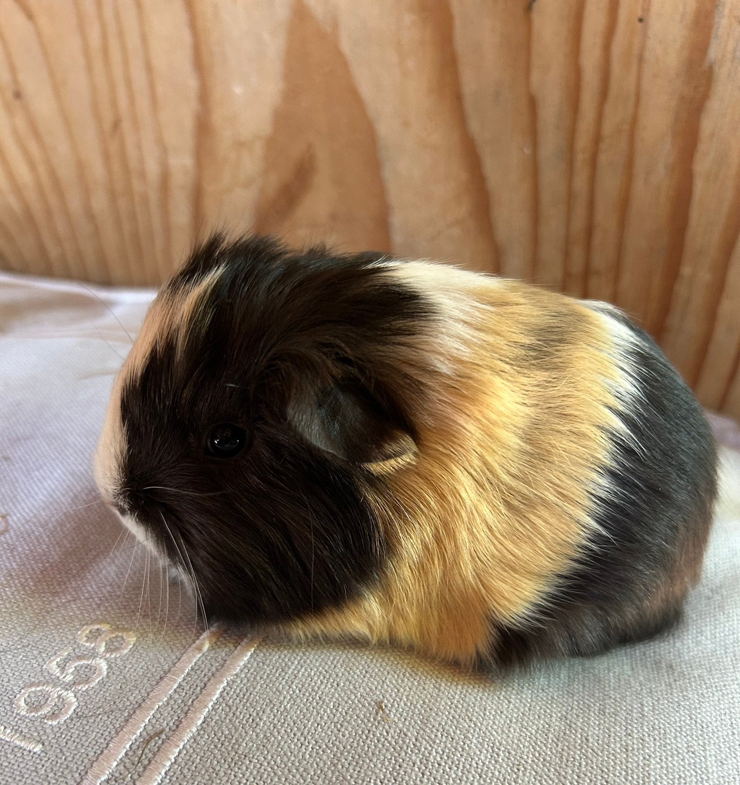 Jong cavia mannetje mixje., Mei, Mannelijk, Cavia