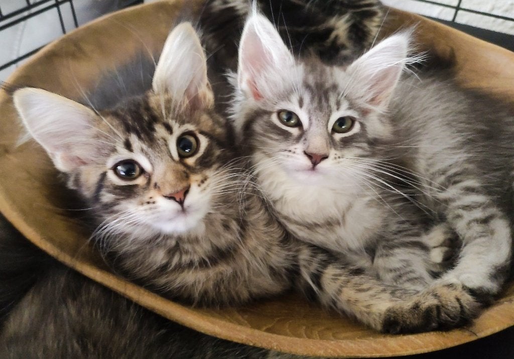 Maine Coon kittens, Meerdere dieren, Gechipt