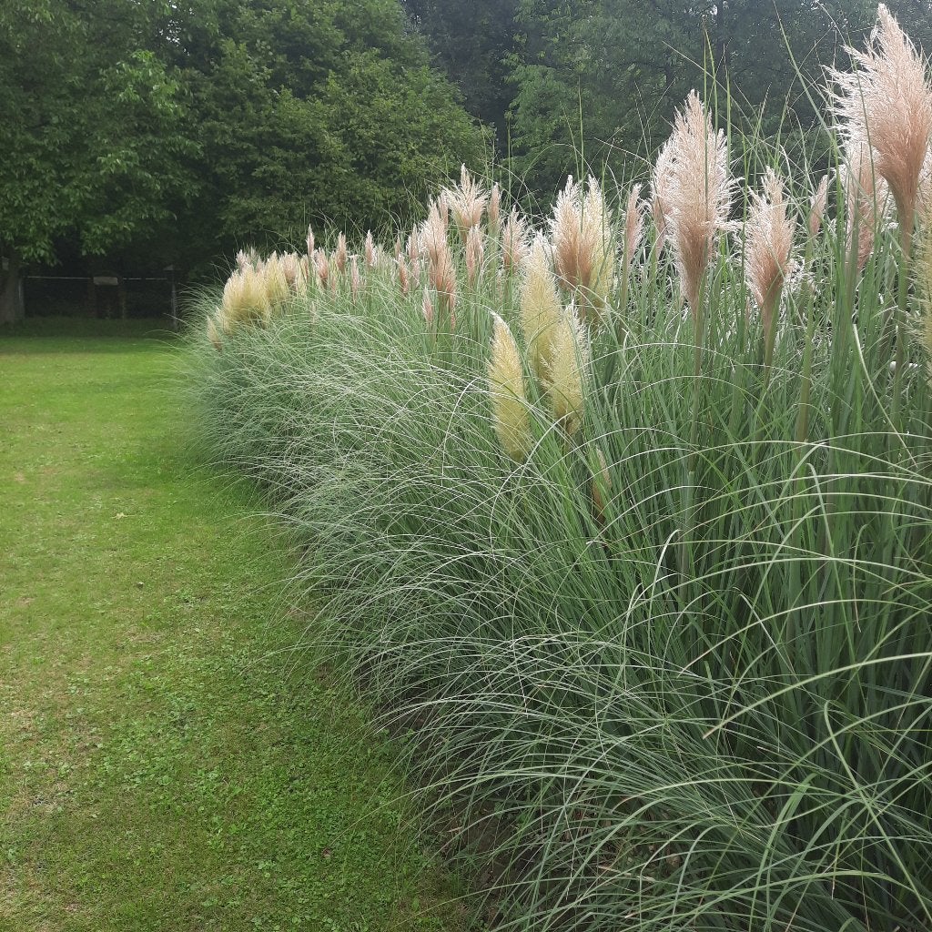 Pampas vers/ drogen / vaas, Ophalen of Verzenden, Gehele jaar, Halfschaduw