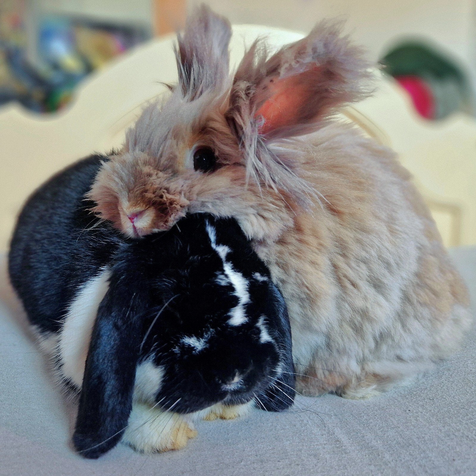 Lief konijnenkoppel zoekt een nieuw thuis ️, Dieren en Toebehoren, Meerdere dieren, Klein, 3 tot 5 jaar