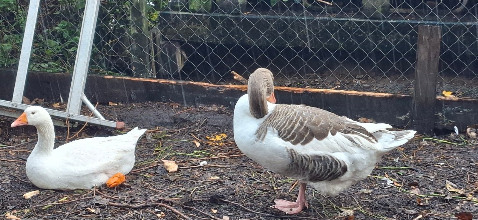 mooie ganzen, Meerdere dieren, Gans of Zwaan