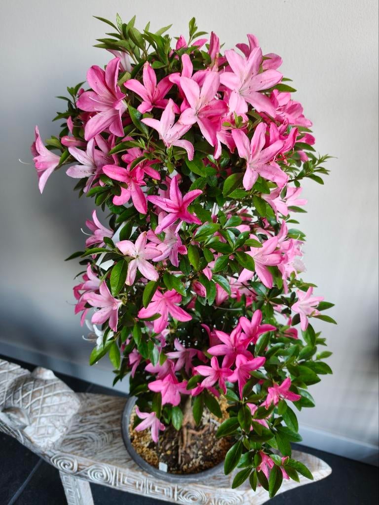 Satsuki Azalea Asukabijin Bonsai, Ophalen, Overige soorten, Halfschaduw