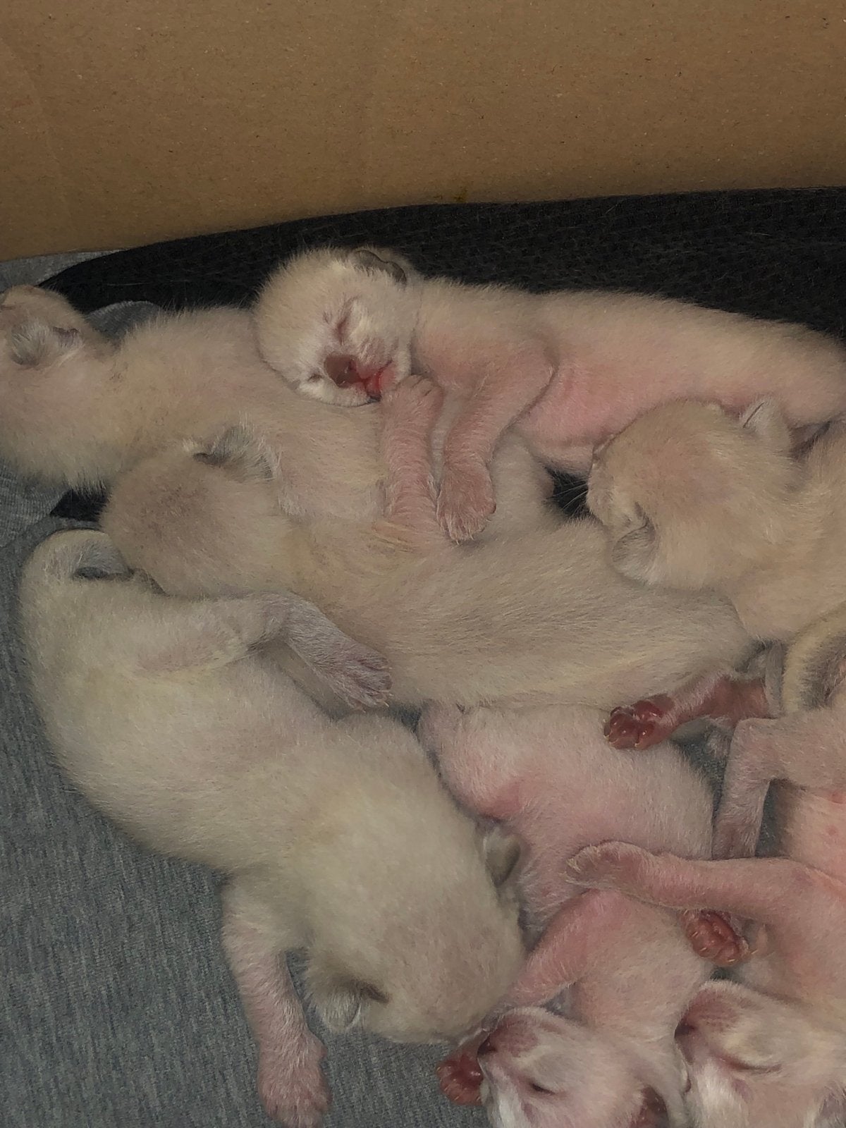 Prachtige siamees kittens, Meerdere dieren, Ontwormd, 0 tot 2 jaar
