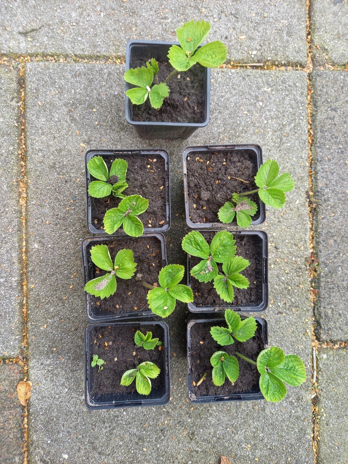 7 x aardbeistekjes/ aardbeiplantjes, Ophalen, Overige soorten, Volle zon