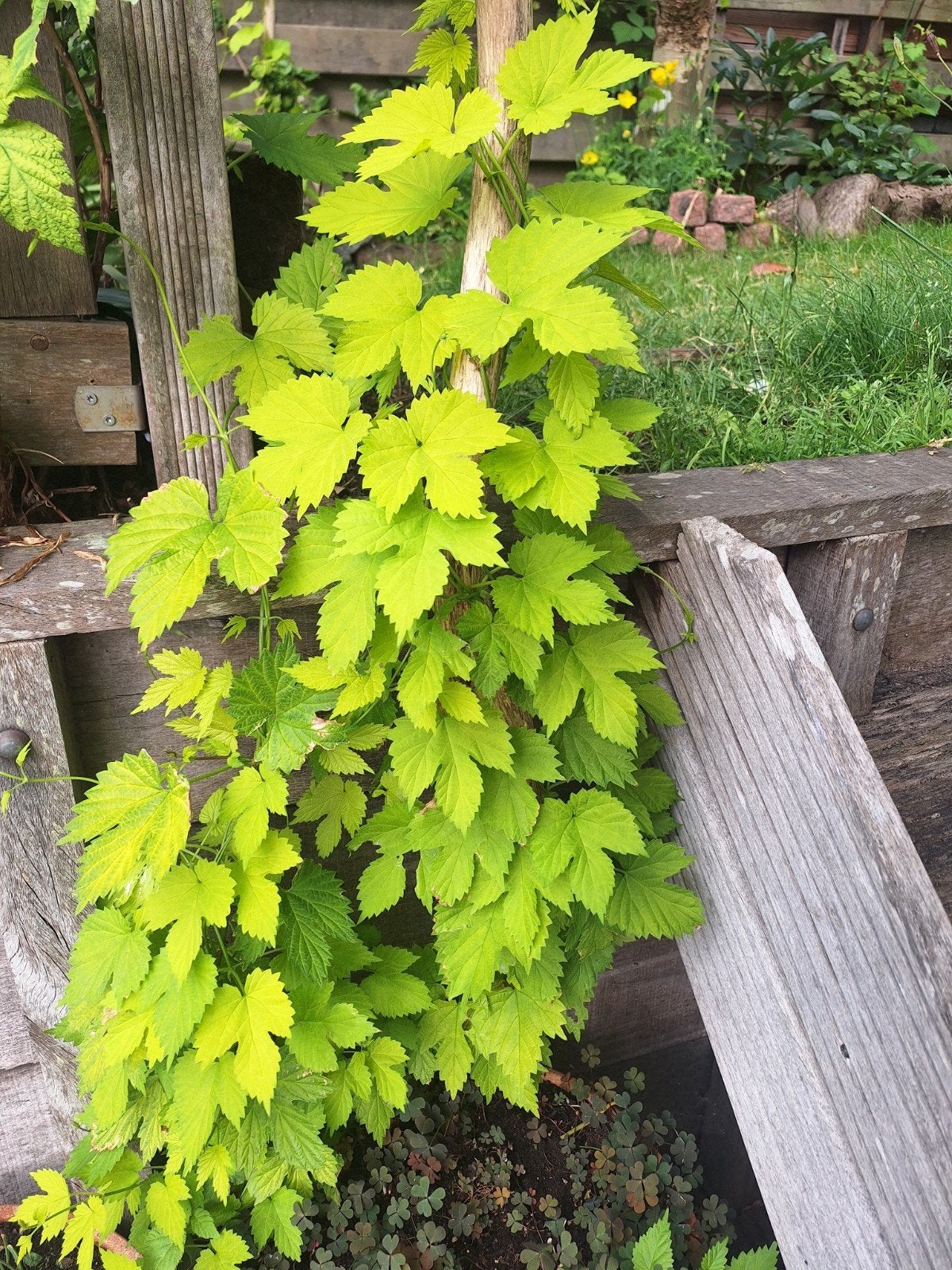 Vind plant hop in Planten | Tuinplanten op Marktplaats