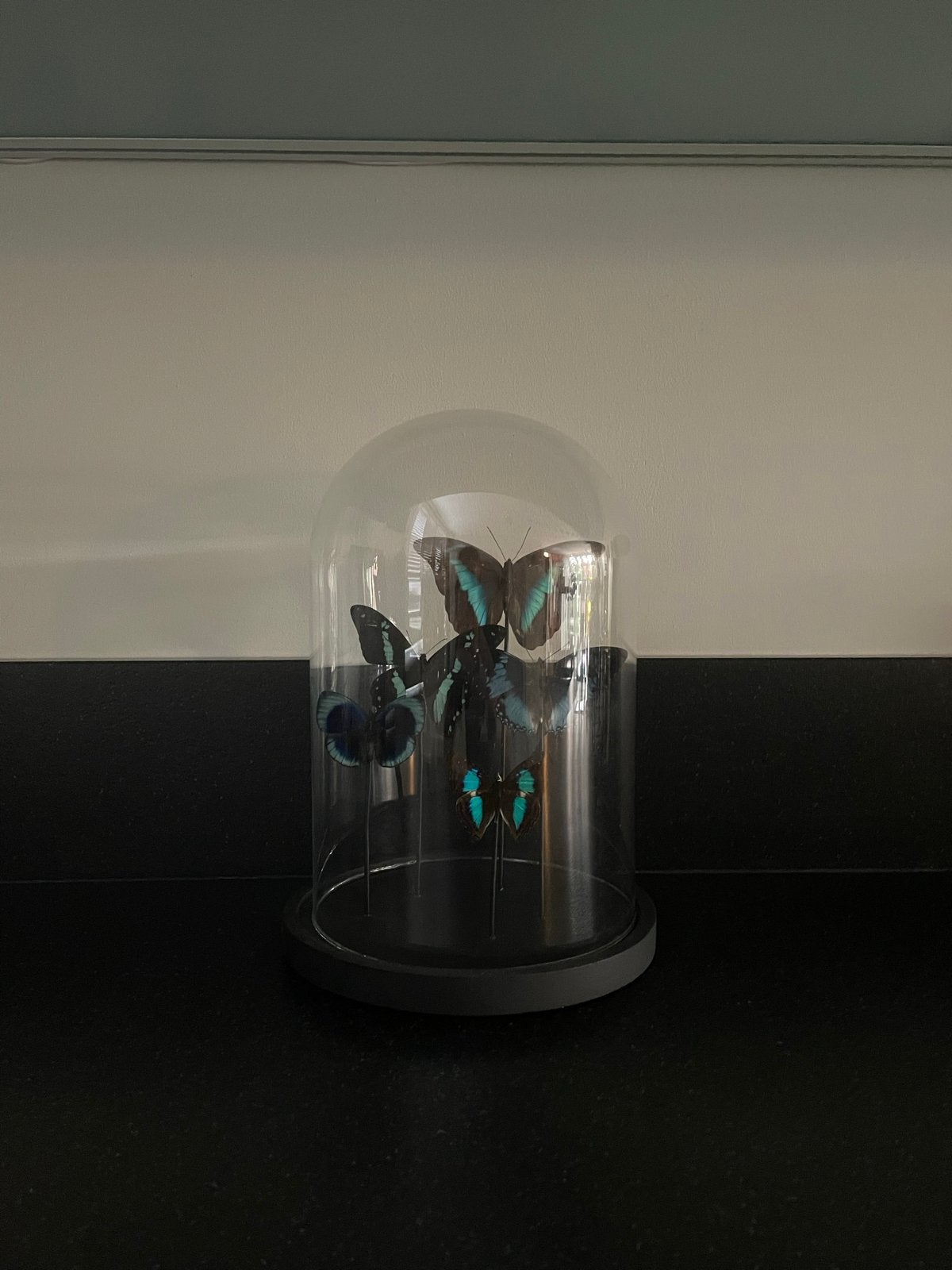 Exotische vlinders in glazen stolp - Unieke decoratie, Ophalen of Verzenden, Zo goed als nieuw, Insect, Opgezet dier