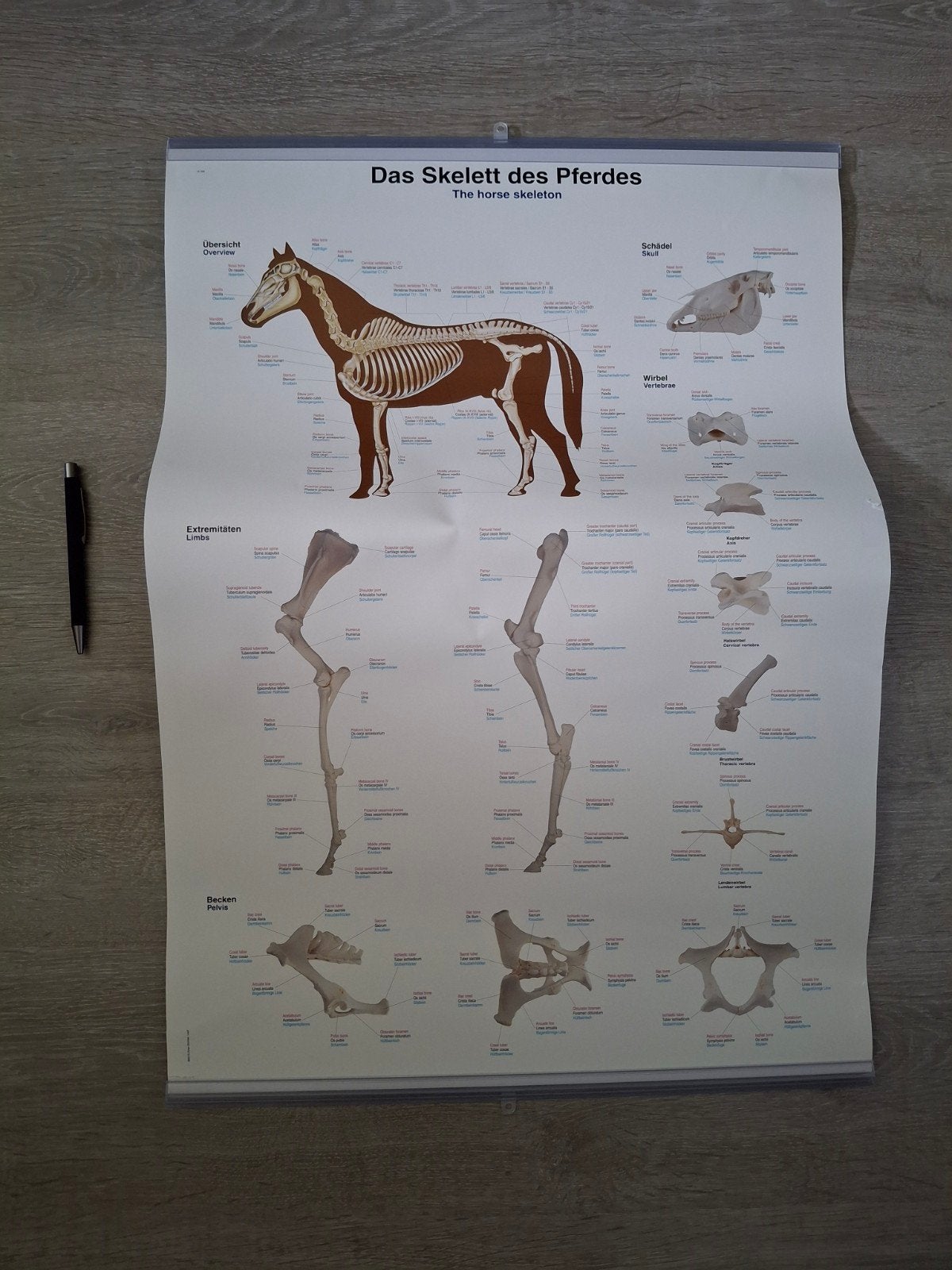 Paardenskelet Poster - Anatomie van het Paard, Beta, Onbekend, Gelezen, HBO
