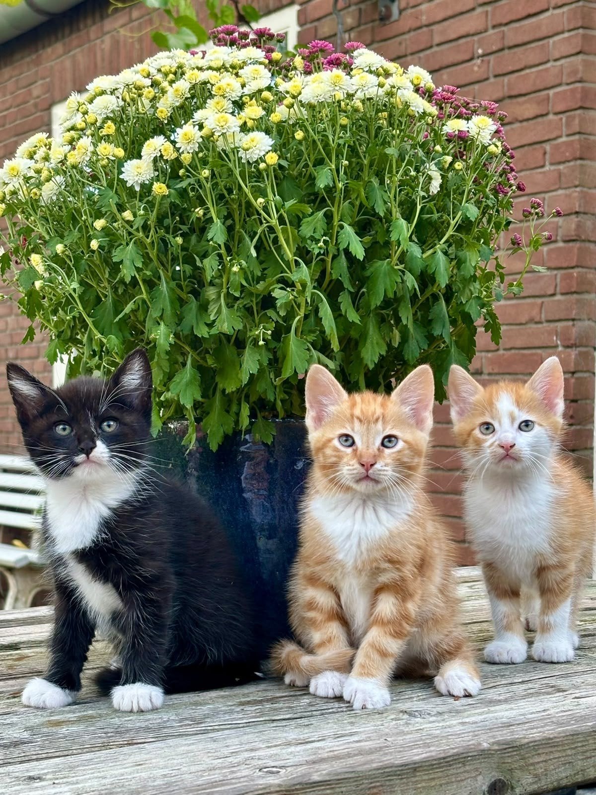 Prachtige kittens, rood wit, zwart, cypers, Meerdere dieren, 0 tot 2 jaar
