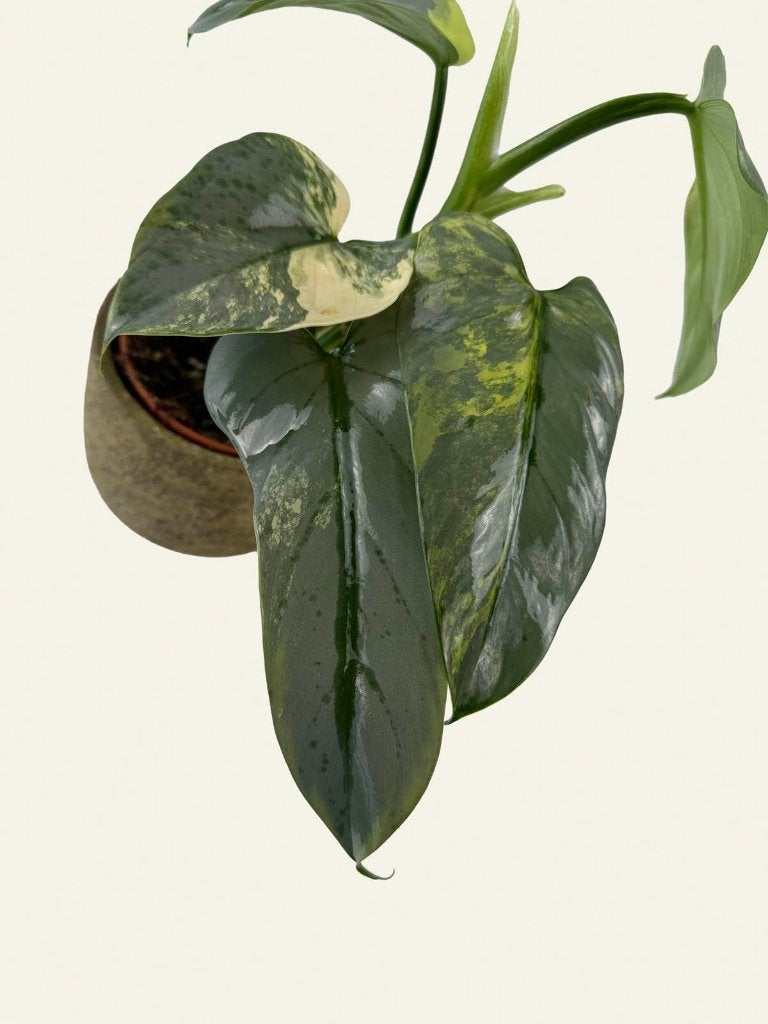 Philodendron Hastatum Variegata, Huis en Inrichting, Kamerplanten, Ophalen of Verzenden, Halfschaduw, Minder dan 100 cm