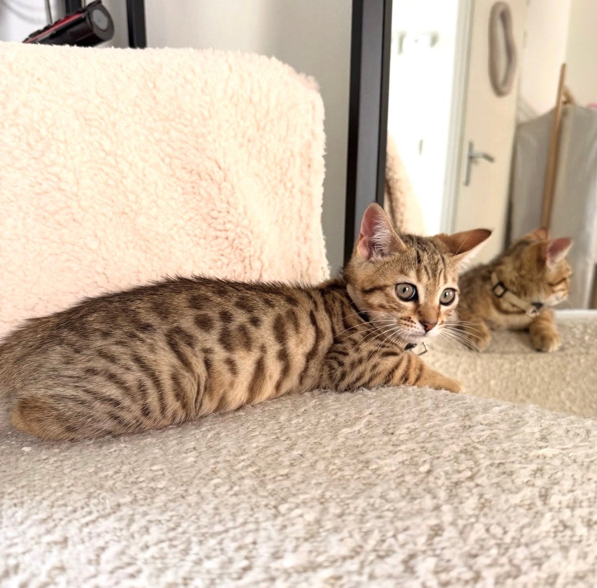Prachtige Bengal-kruising kater van bijna 7 maanden, Dieren en Toebehoren, Kater, Kortharig, 0 tot 2 jaar