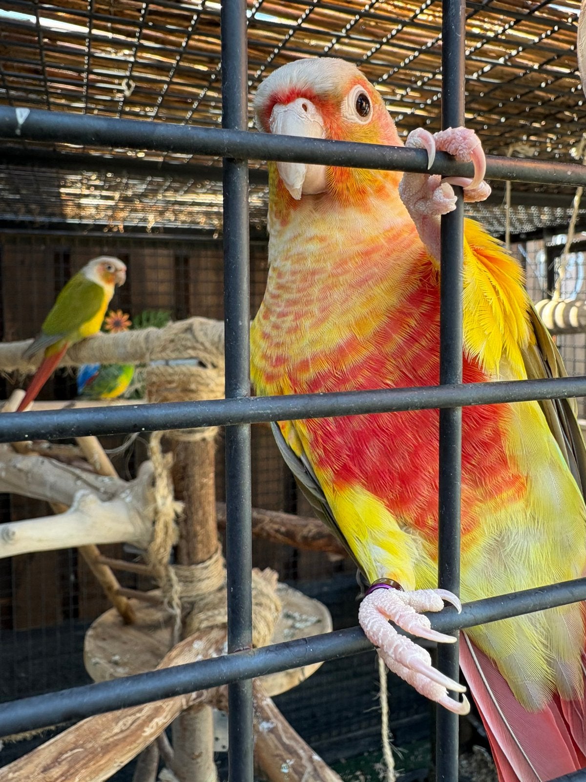 Super lieve pyhurra pop, Dieren en Toebehoren, Vogels | Parkieten en Papegaaien, Vrouwelijk, Parkiet, Geringd