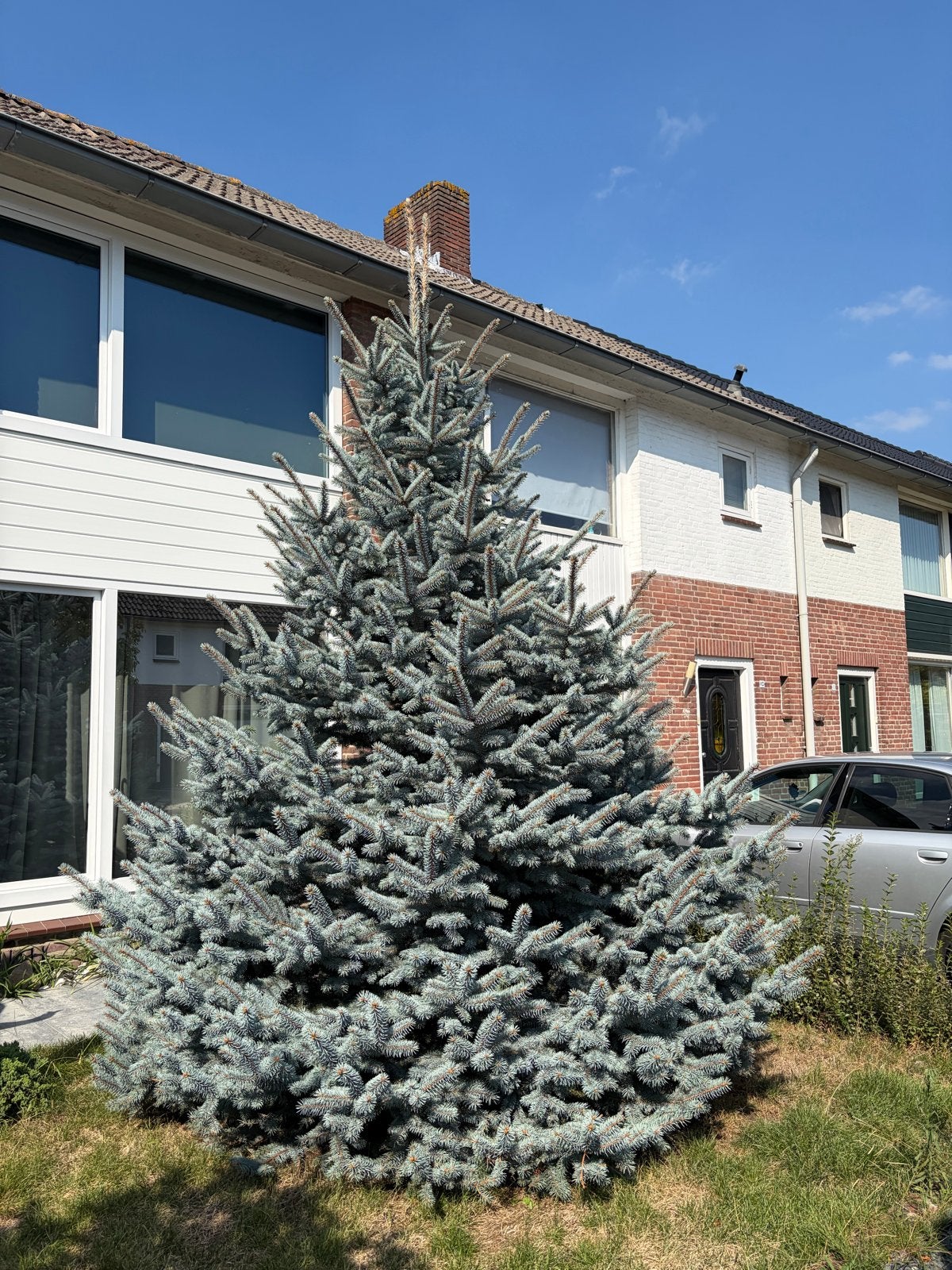 Blauwe spar - Picea pungens 'Glauca', Volle zon, Vaste plant, Bloeit niet, Ophalen