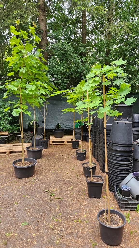 Acer platanoides noorse esdoorn sierboom, Tuin en Terras, Bloeit niet, Halfschaduw, Overige soorten, Minder dan 100 cm