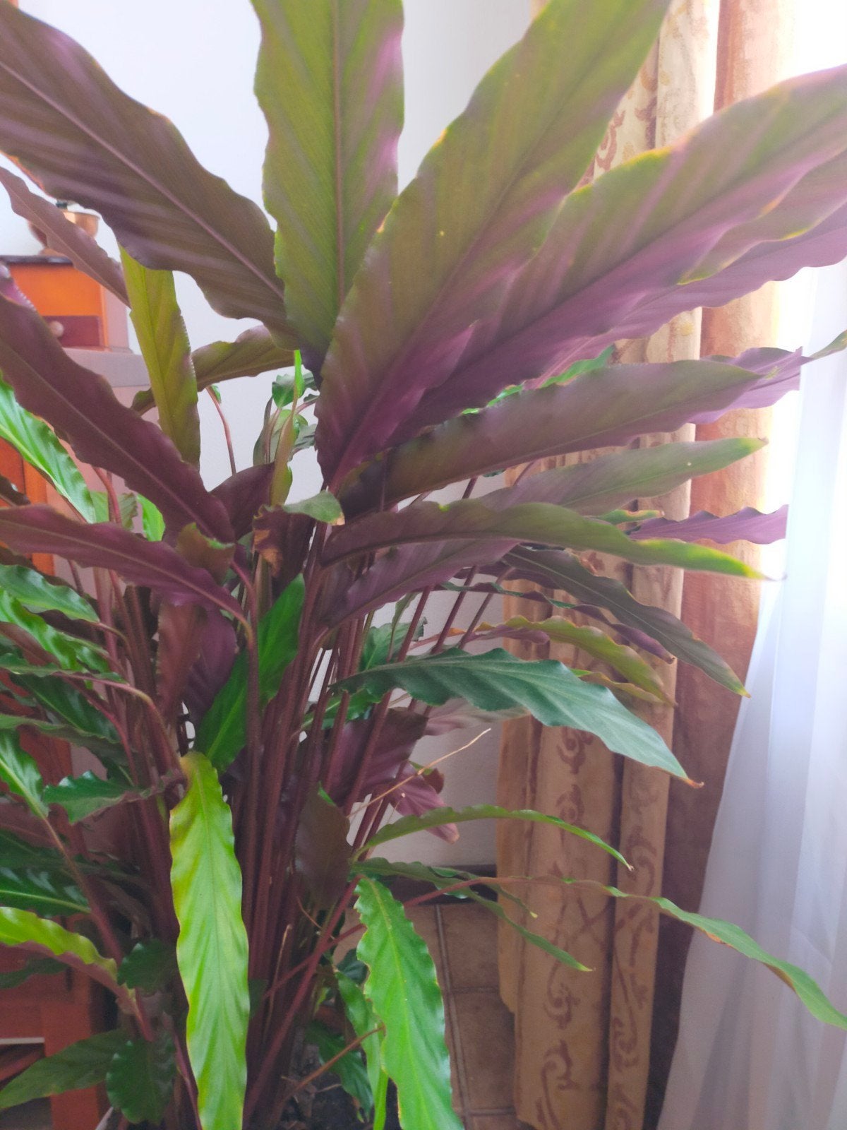 twee stukken Calathea Medaillon kamerplant, Ophalen, 100 tot 150 cm, Overige soorten, Halfschaduw