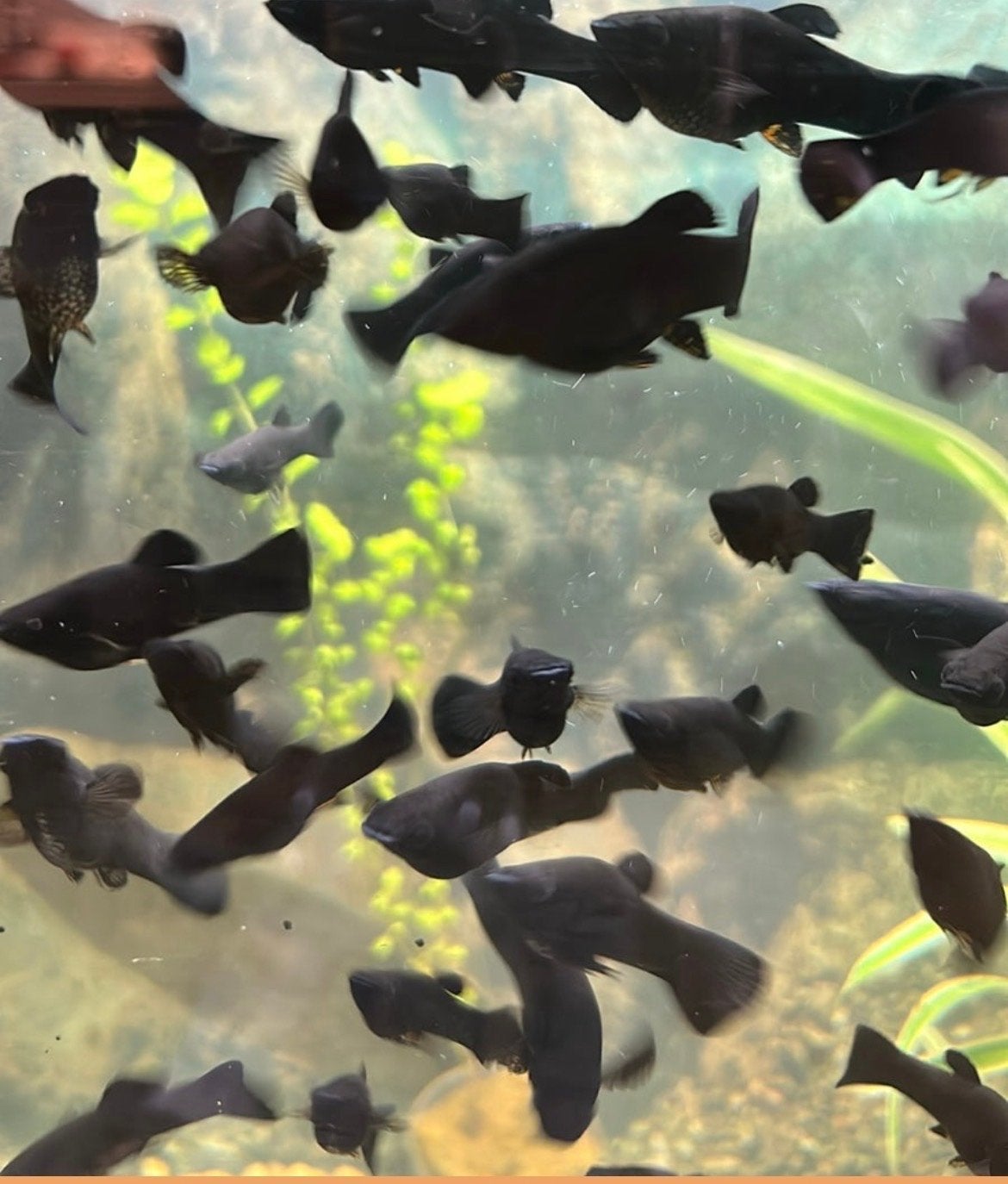 black mollies, Vis, Zoetwatervis
