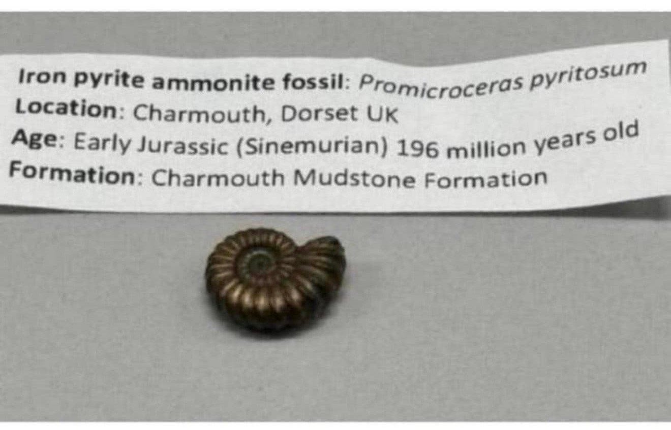 Iron pyrite ammonite fossil - Fossiel 196 miljoen jaar oud, Verzamelen, Ophalen of Verzenden, Fossiel