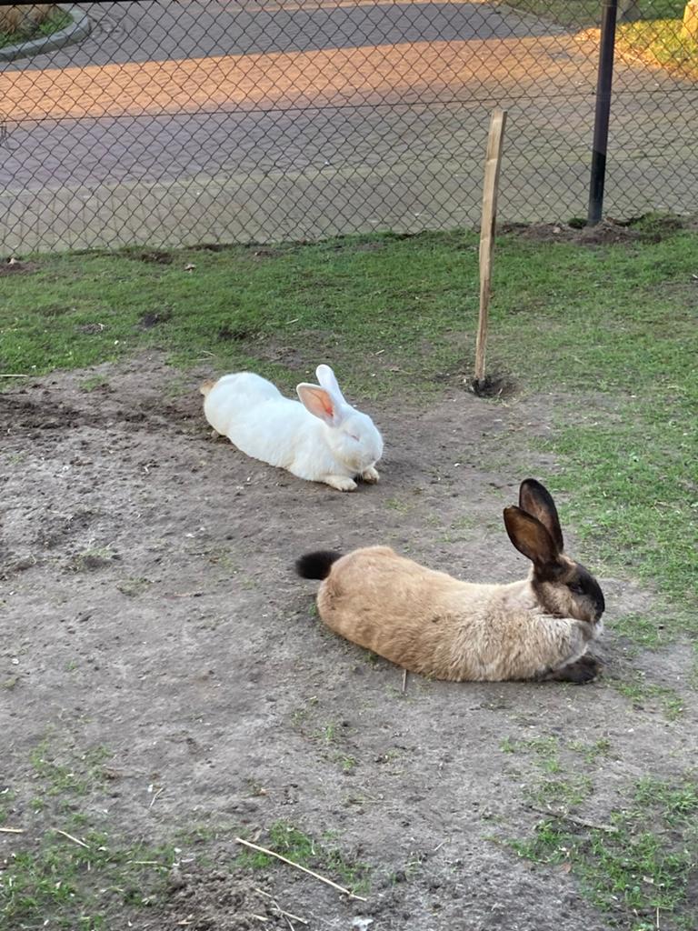 Nest Duitse Reus konijnen, Dieren en Toebehoren, Meerdere dieren, Groot, 0 tot 2 jaar