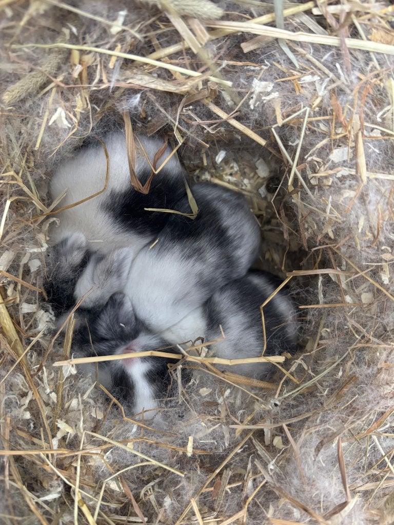 Baby konijntjes en de mama, Dieren en Toebehoren, Meerdere dieren, Klein, 0 tot 2 jaar
