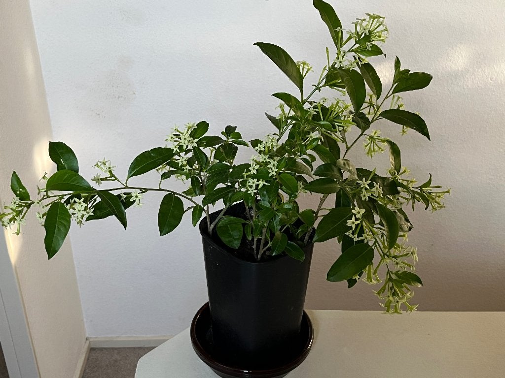 Cestrum nocturnum, bloeit en geurt 's nachts, Volle zon, Vaste plant, Zomer, Ophalen