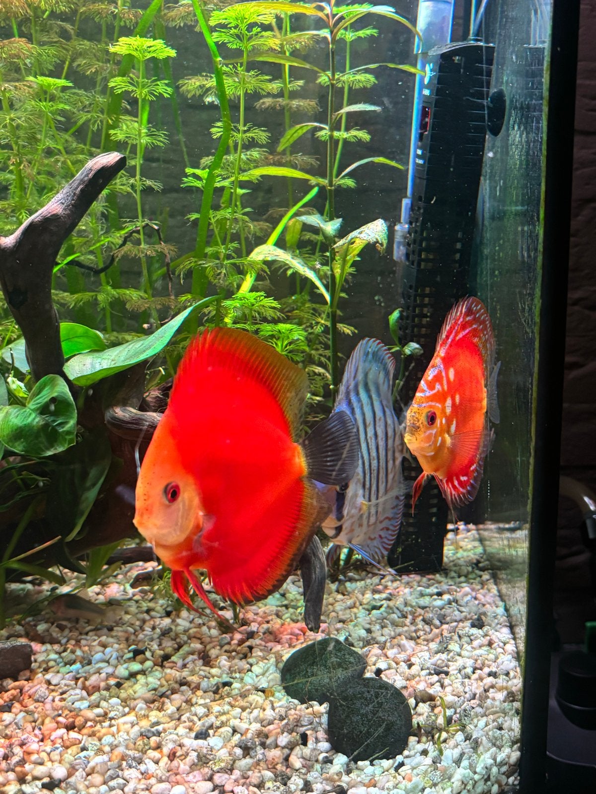 Discus vissen