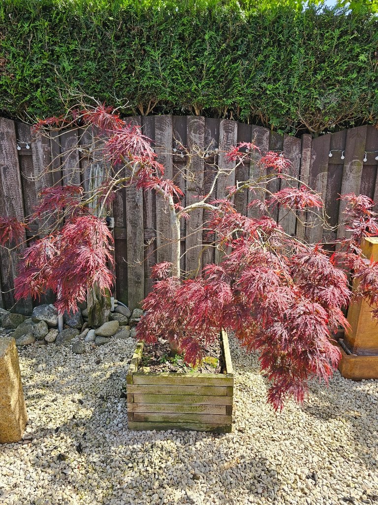 % Japanse Esdoorn ( Acer ) in houten plantenbak plant 4, Ophalen, Bloeit niet, Halfschaduw, Overige soorten