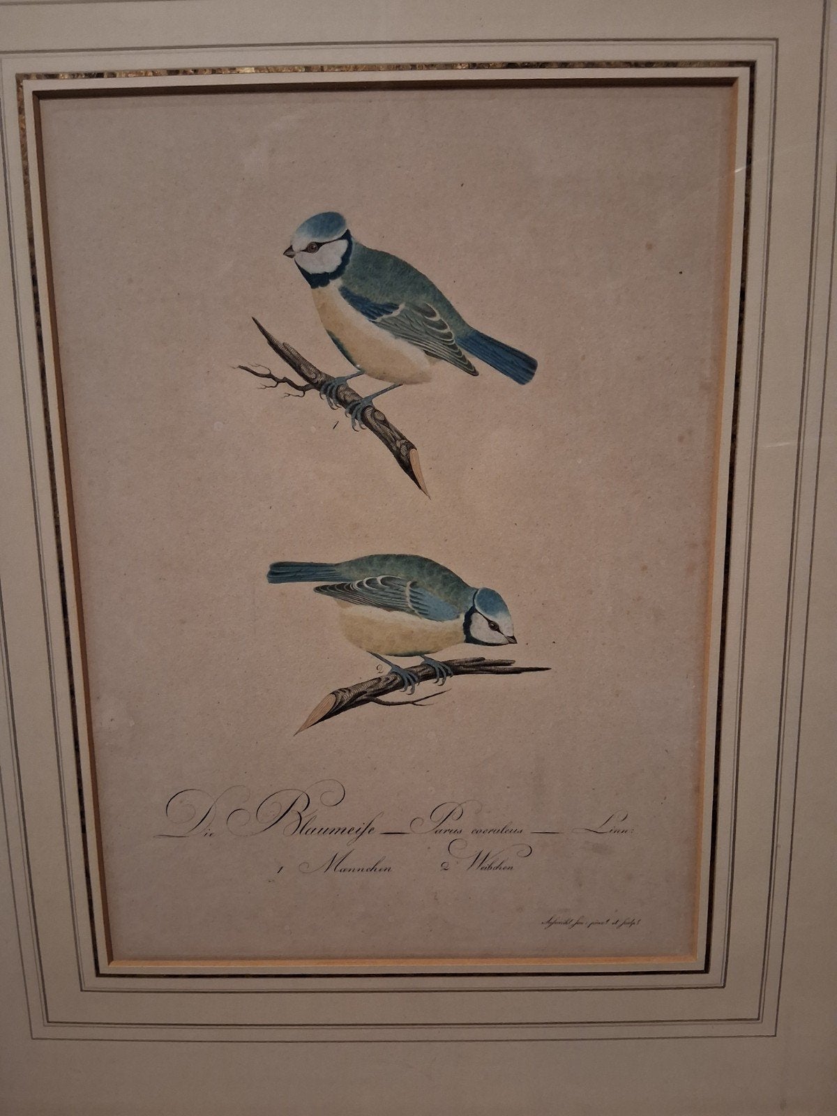 pimpelmezen 1805, Ophalen of Verzenden