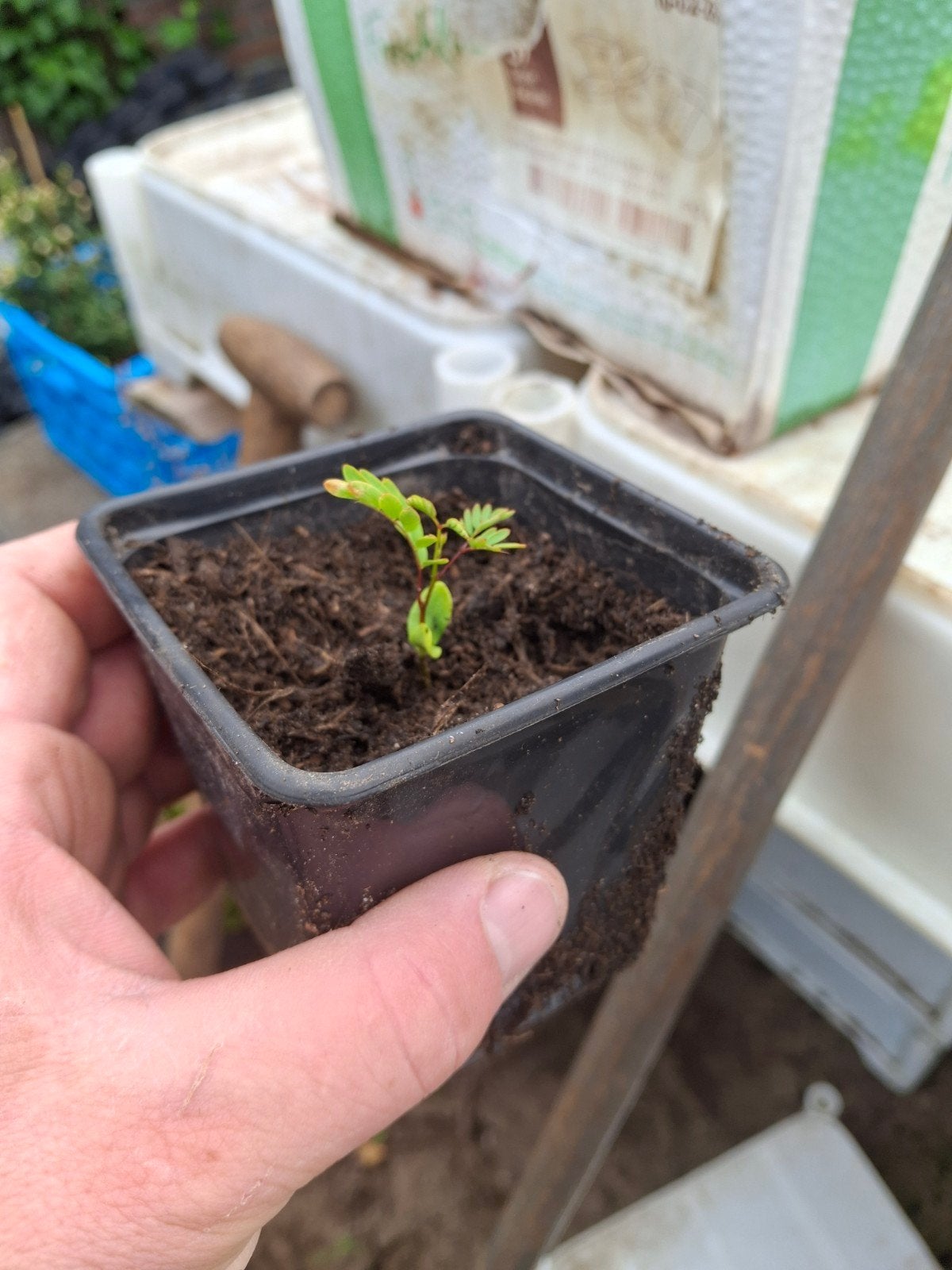 Witte Mimosa (Leucaena leucocephala) | stek, Ophalen of Verzenden, Minder dan 100 cm, Overige soorten, Zomer