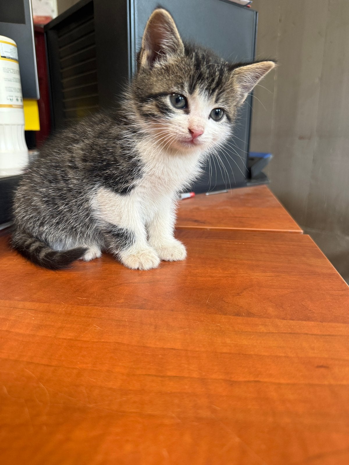 Te koop lieve aanhankelijke boederij katertjes van 16 april, Kater, 0 tot 2 jaar