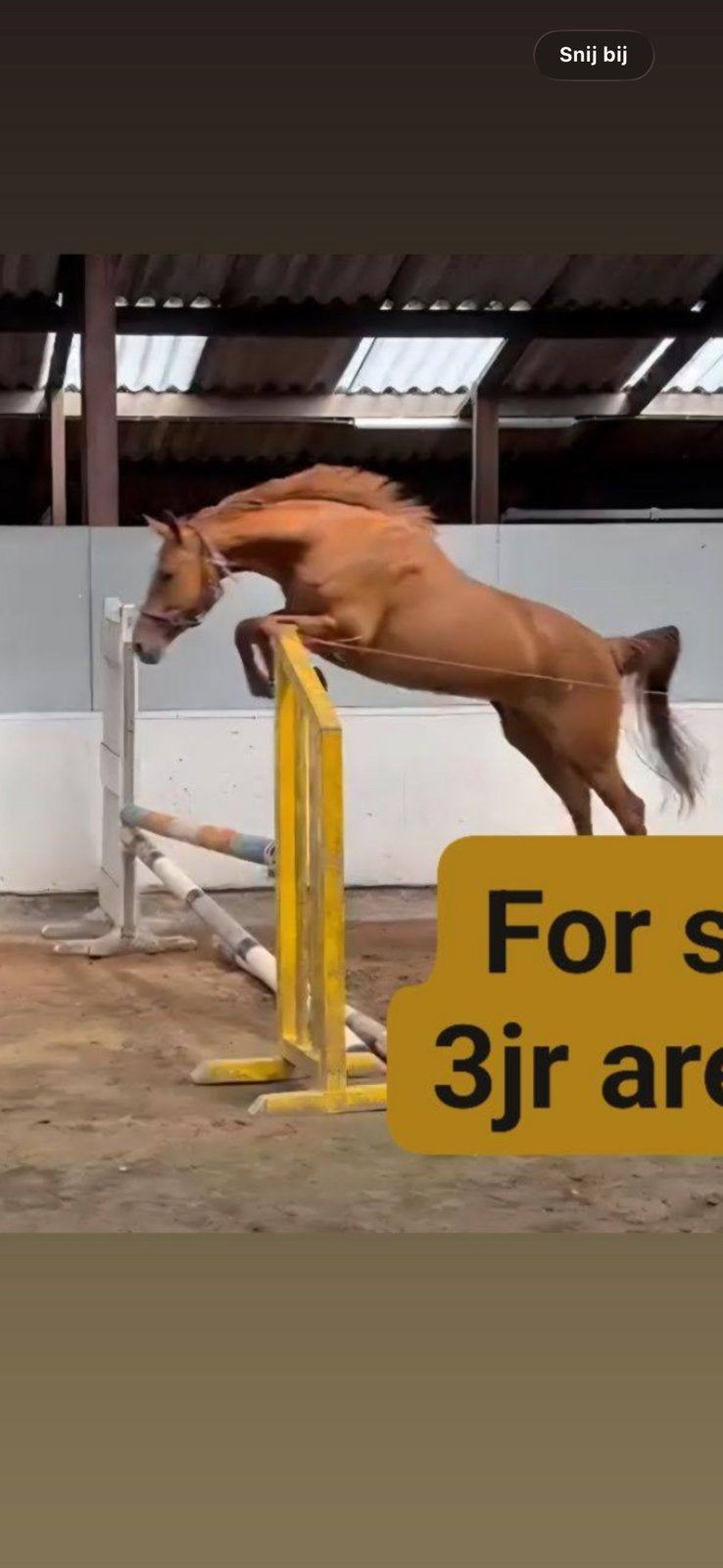 3 jarige merrie te koop! Arezzo VDL x Corland, Dieren en Toebehoren, Merrie, 0 tot 2 jaar