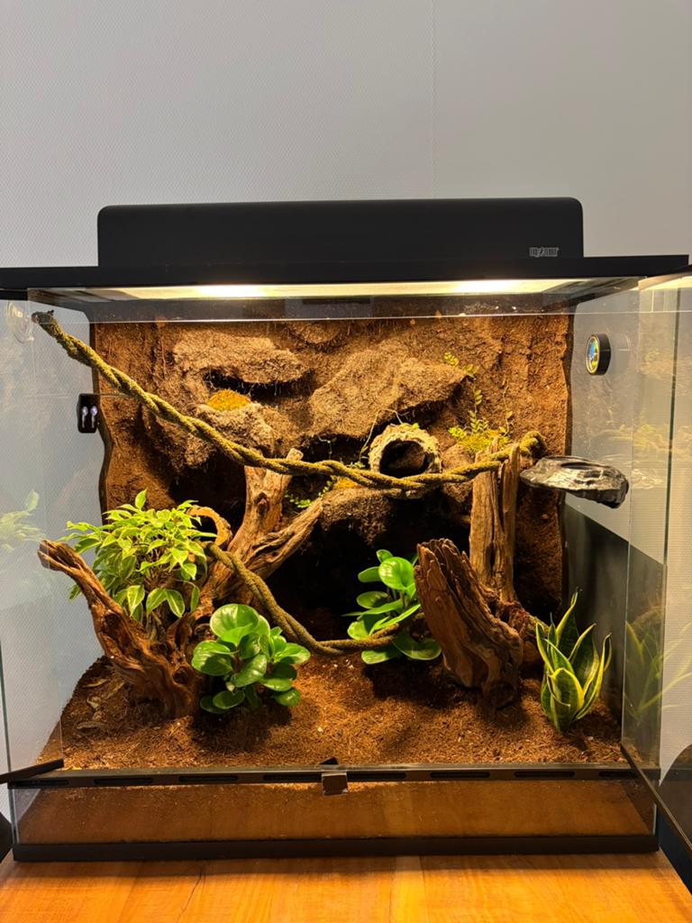 Terrarium met wimpergekko, Ophalen, Zo goed als nieuw