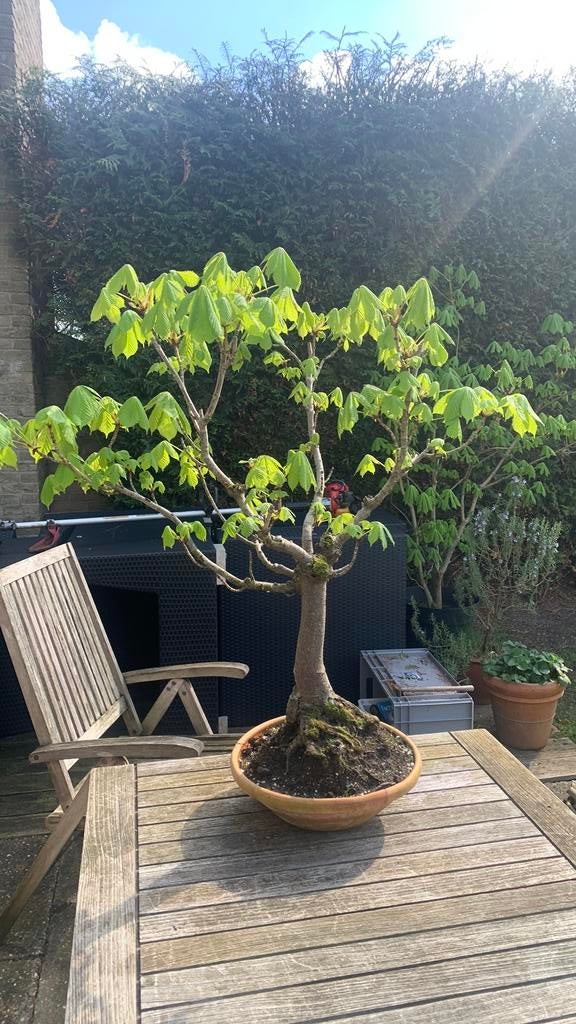 Bonsai paarde kastanje ong 50 jaar oud, Volle zon, Bloeit niet, Minder dan 100 cm, Overige soorten