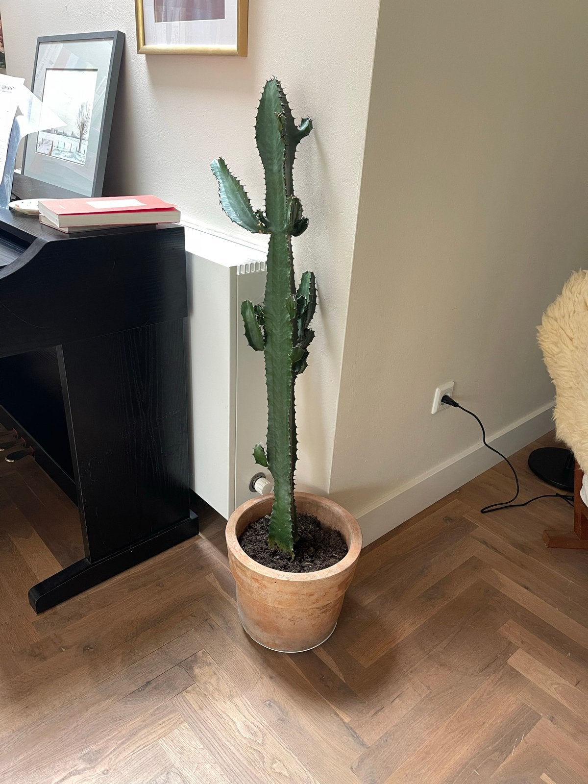 Grote Cactus in Pot - 120 cm hoog, Ophalen, 150 tot 200 cm, In pot, Cactus
