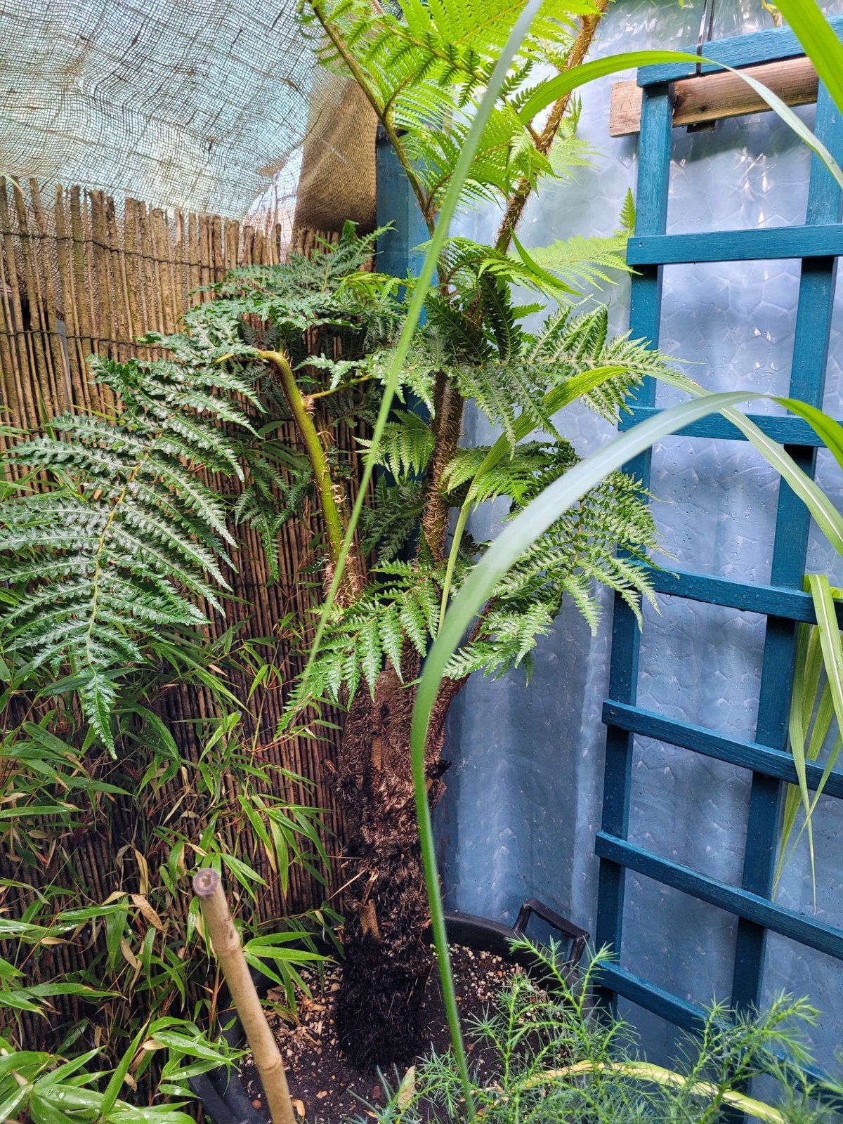 Cyathea Cooperii boomvaren - stam 40cm h, 10cm br., Ophalen, Halfschaduw, Overige soorten, 100 tot 250 cm