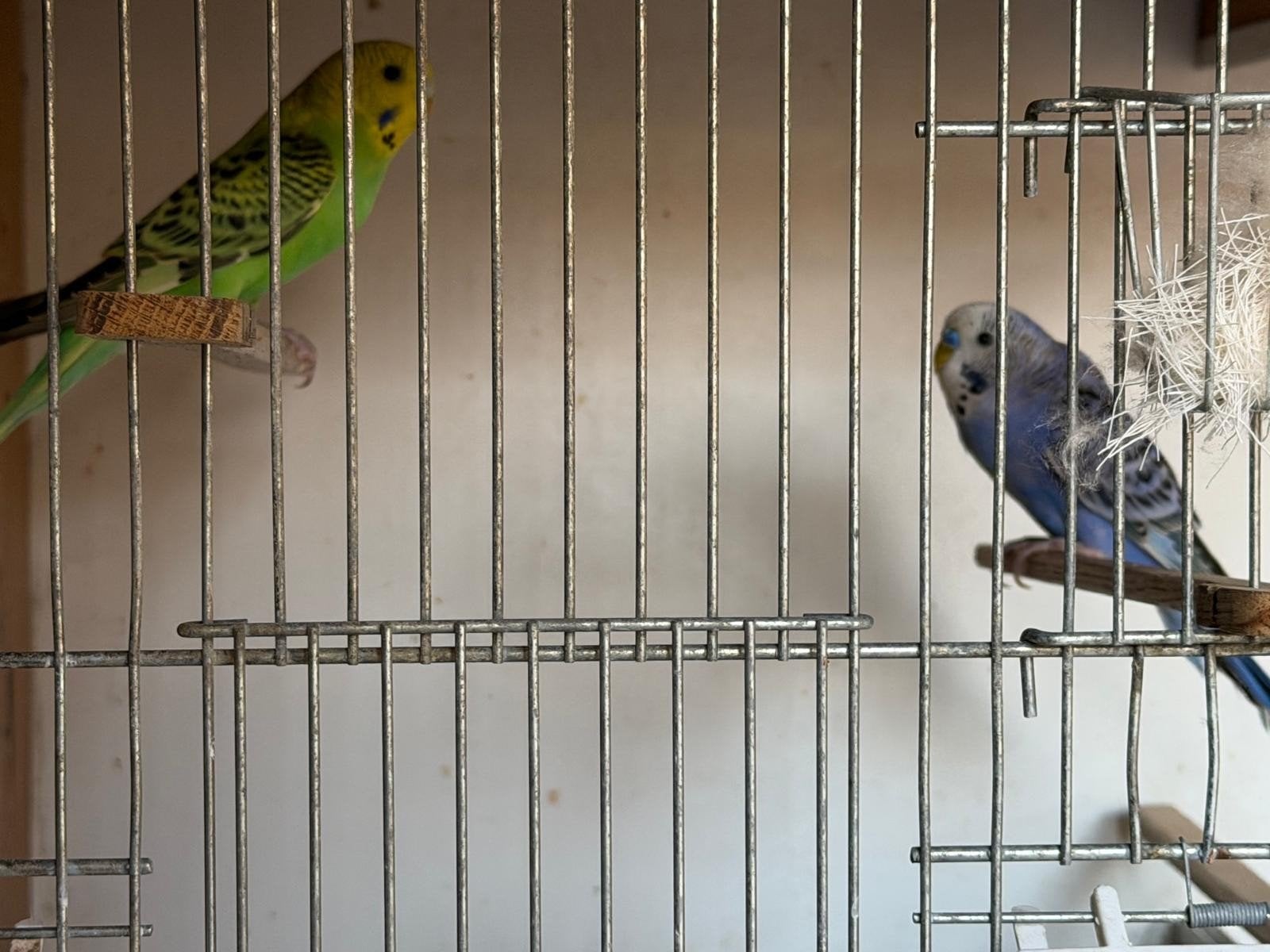 2 parkieten, Dieren en Toebehoren, Geslacht onbekend, Parkiet