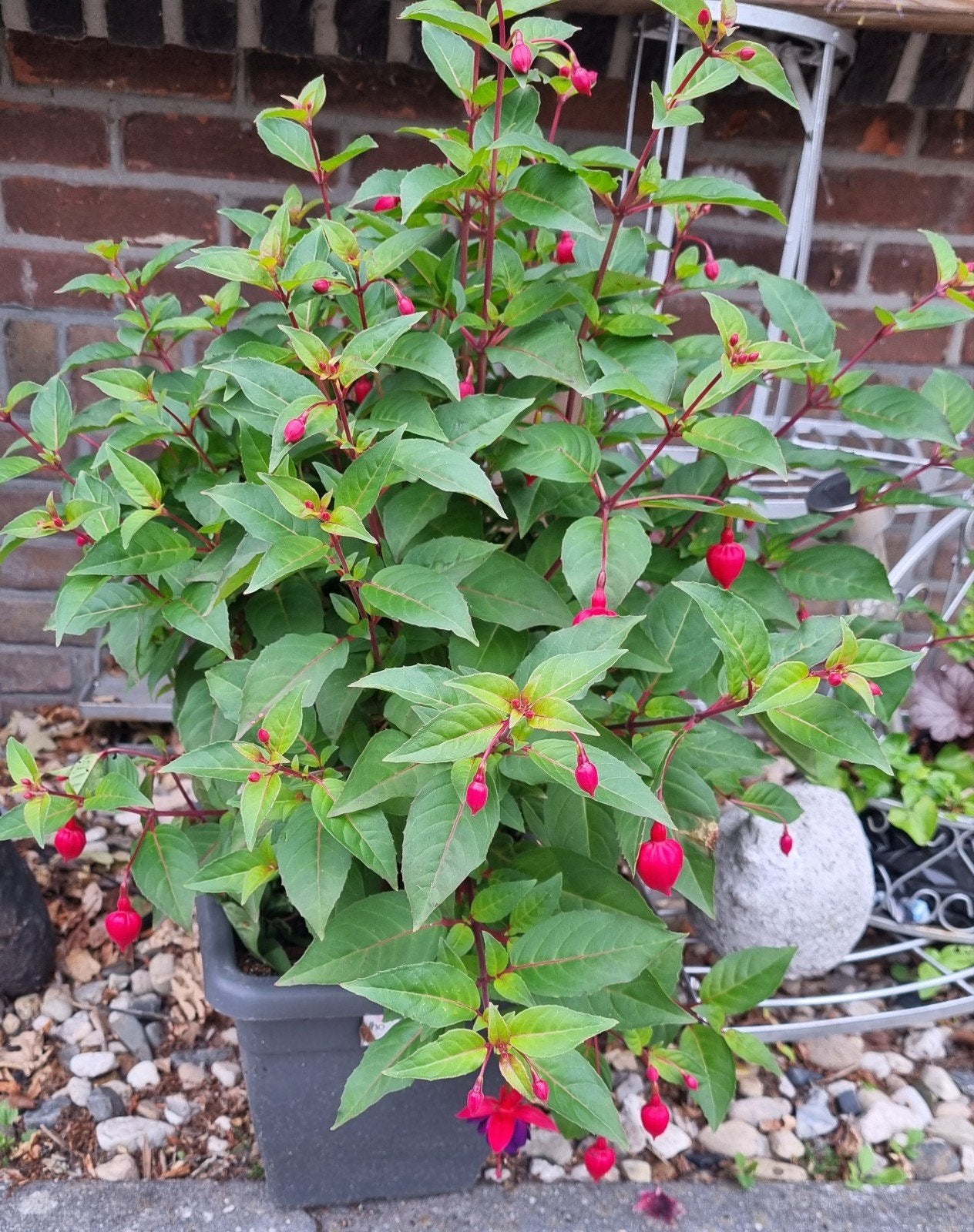 Grote fuchsia in. In pot, Tuin en Terras, Ophalen of Verzenden, Overige soorten, Volle zon