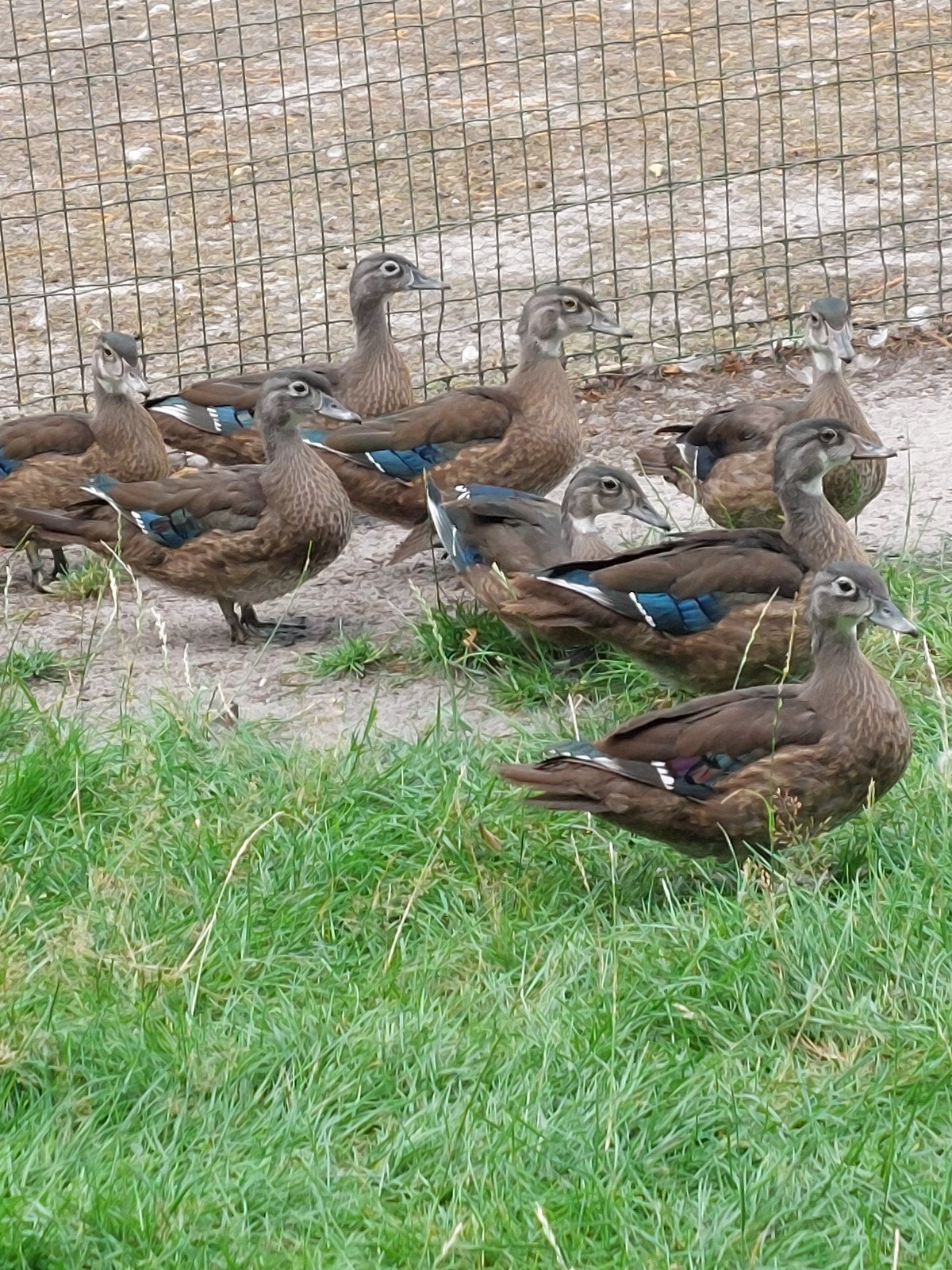 Te koop Caroline eenden, Dieren en Toebehoren, Meerdere dieren, Geringd