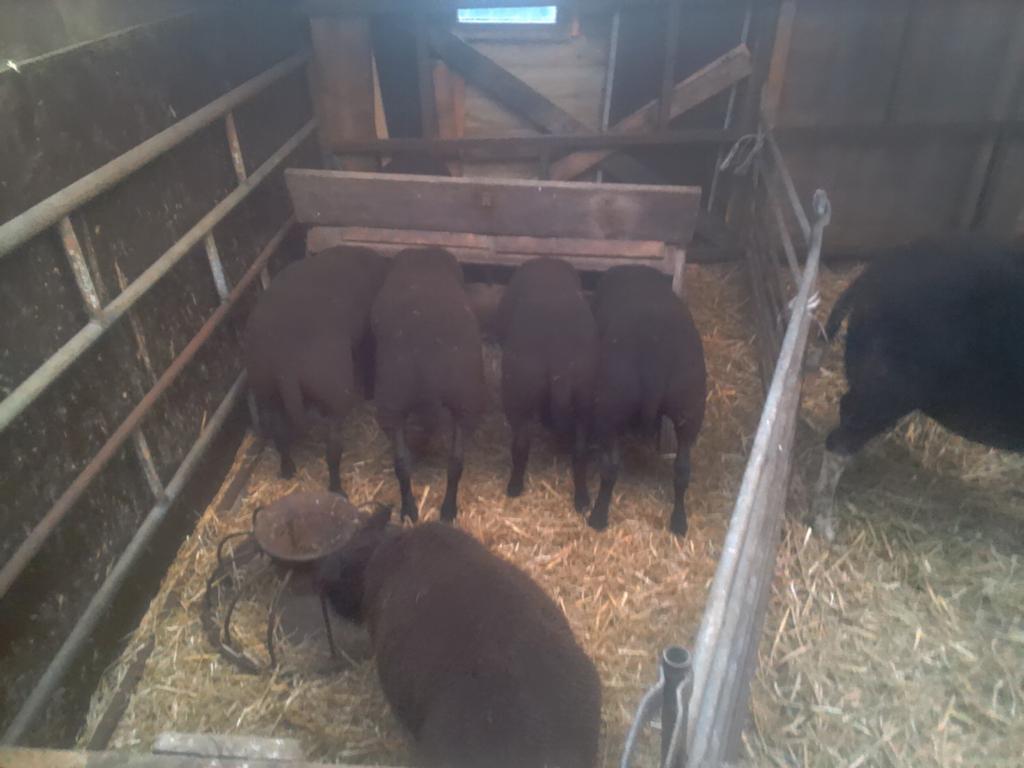 Te koop 6 mooie weide lammeren, Schaap