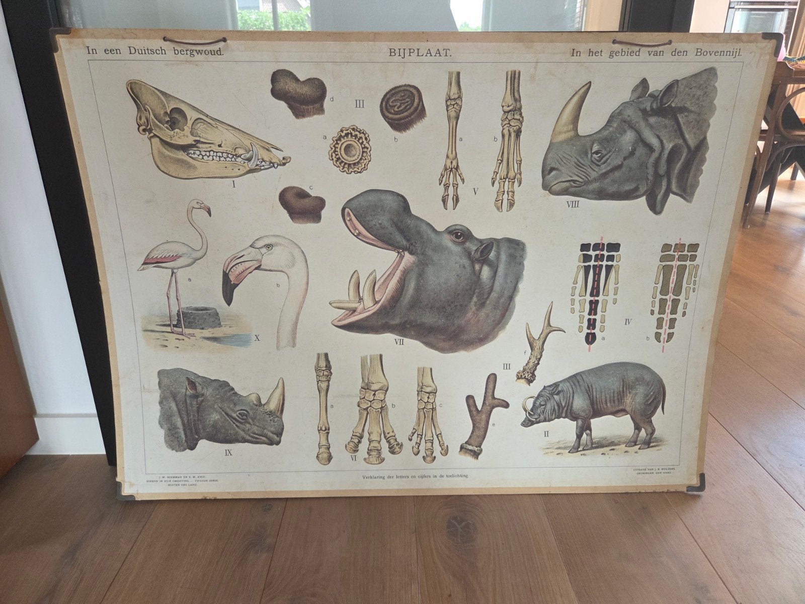 Schoolplaat dieren, Antiek en Kunst, Antiek | Schoolplaten, Ophalen of Verzenden, Natuur en Biologie