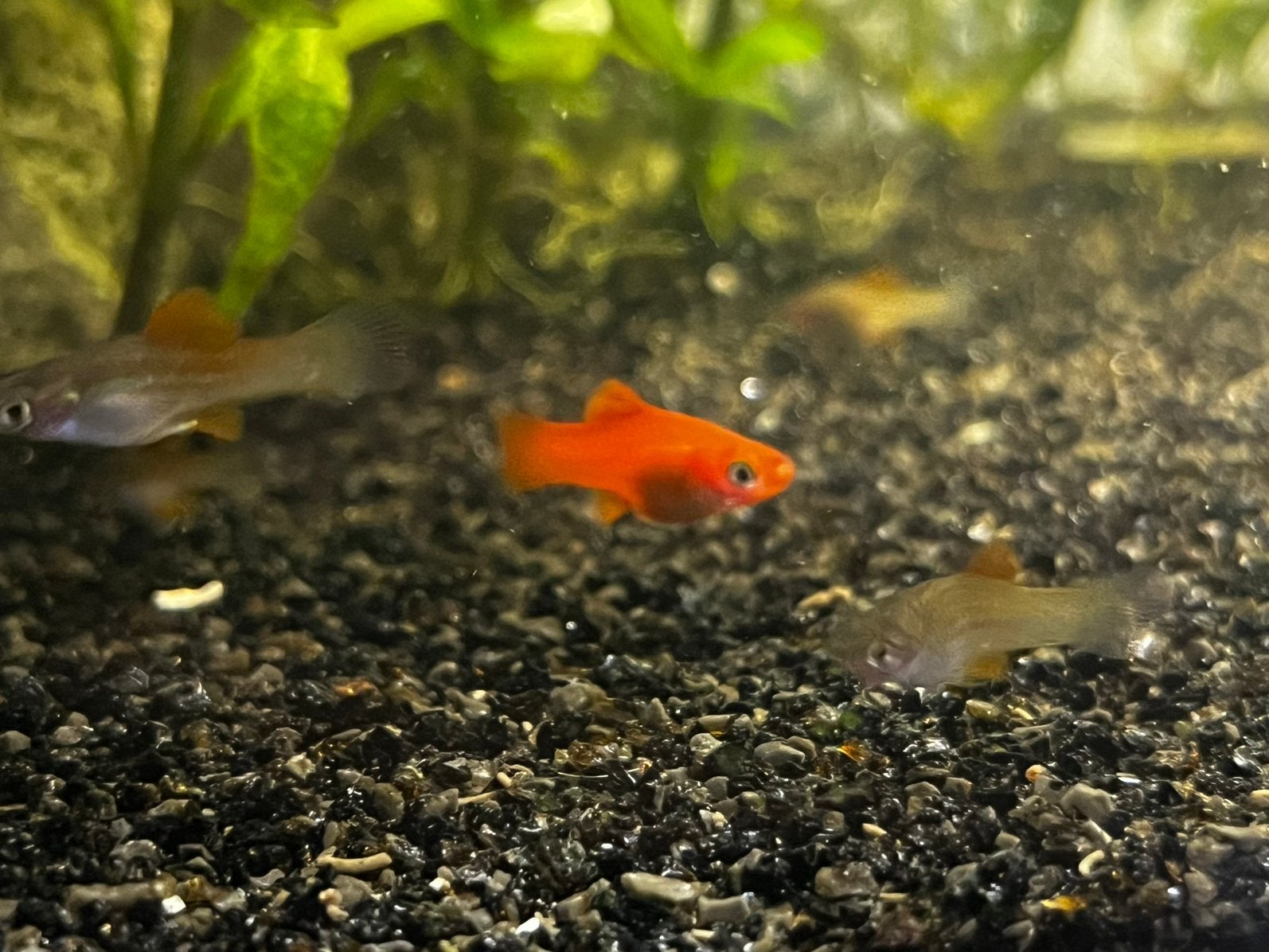 Zwaarddrager baby visjes, Dieren en Toebehoren, Vis