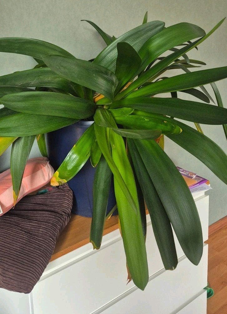 Clivia plant in grote blauwe pot met wieltjes, Ophalen, Halfschaduw, Minder dan 100 cm