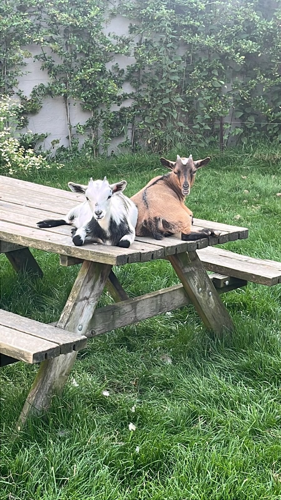 Dwerggeiten 2 geitjes, Vrouwelijk, Geit, 0 tot 2 jaar