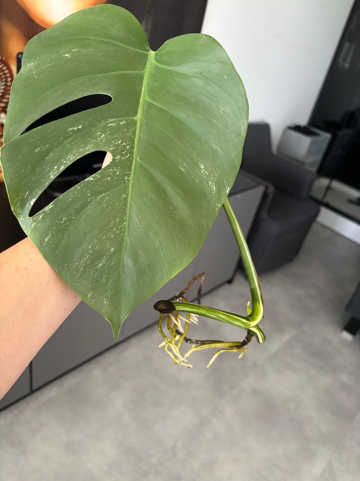 Monstera Variegata stek - veel wit, nieuw blad!, Huis en Inrichting, Kamerplanten, Overige soorten, In pot, Minder dan 100 cm