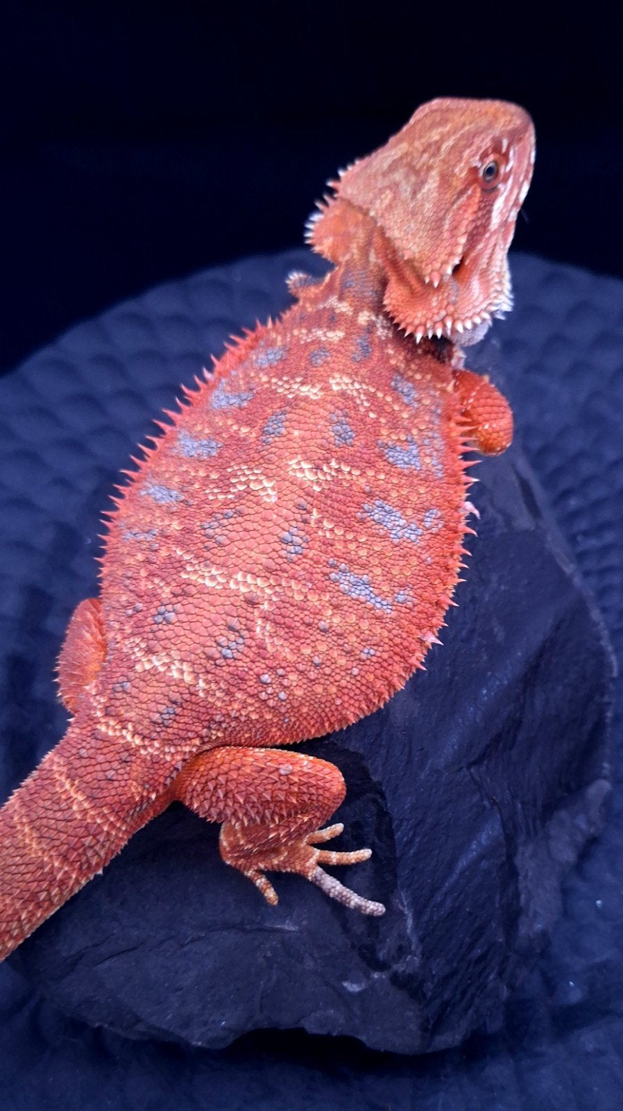 50% Red Monster Extreme Blue Tiger Baardagaam vrouwen Bearded Dragon photo 5